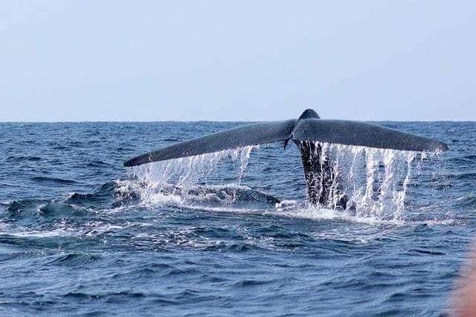 Private Whale Watching, Stilt Fishing, Galle Tour From Bentota
