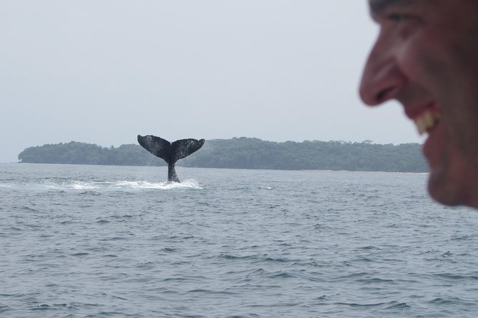 Private Whale Watching Tour at the Pearl Islands Departing From Panama City