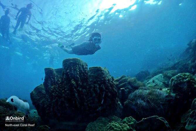 PROFESSIONAL SNORKELING to Explore Hidden Coral Spots (MAX 9 PAX)