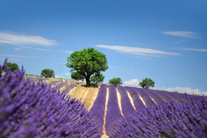 Provence Best Of