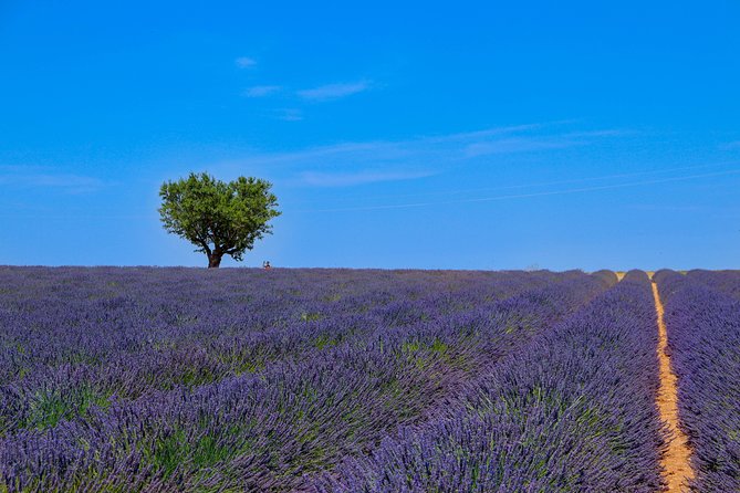 1 provence lavender fields private extended full day tour Provence – Lavender Fields Private Extended Full-Day Tour