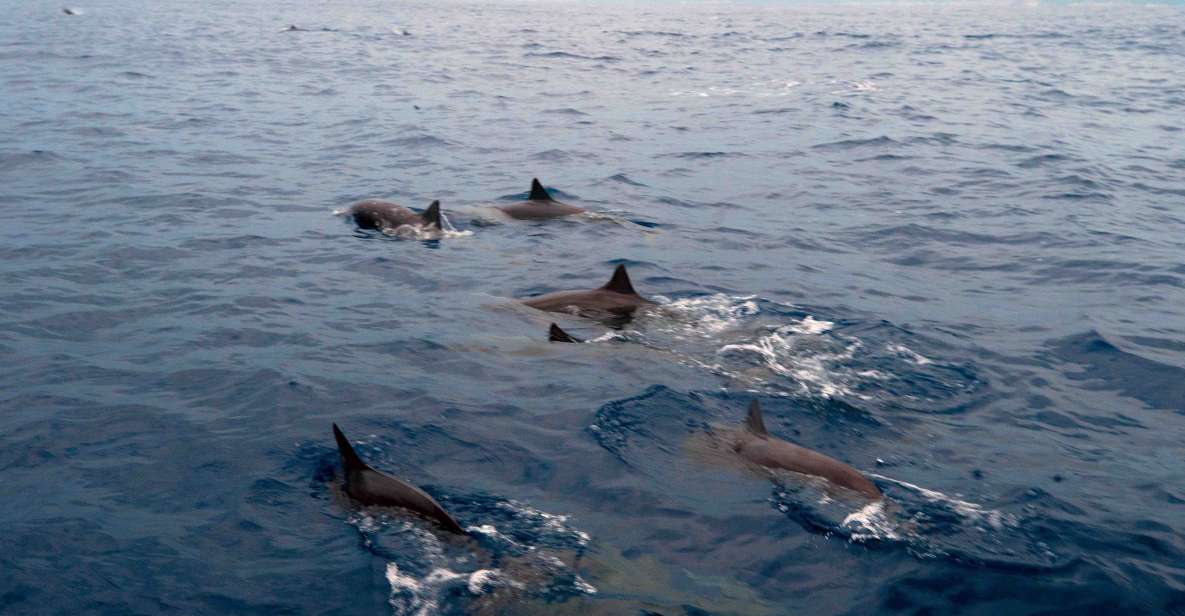 1 puerto escondido sunrise and dolphin watching tour Puerto Escondido: Sunrise and Dolphin Watching Tour