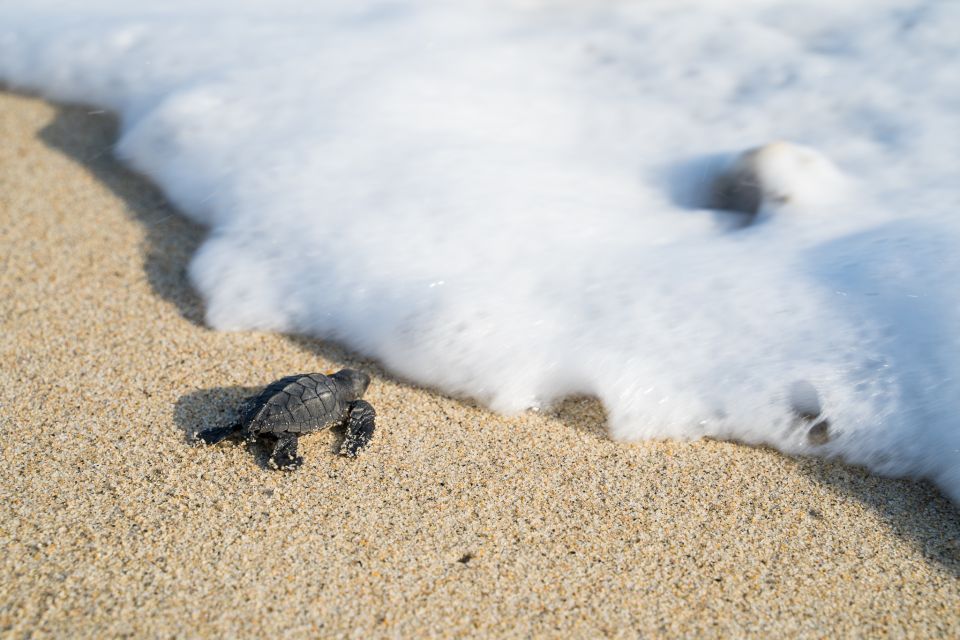 1 puerto escondido turtle release Puerto Escondido: Turtle Release Experience