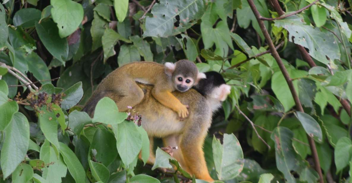 1 puerto maldonado 4 day tambopata rainforest tour Puerto Maldonado: 4-Day Tambopata Rainforest Tour