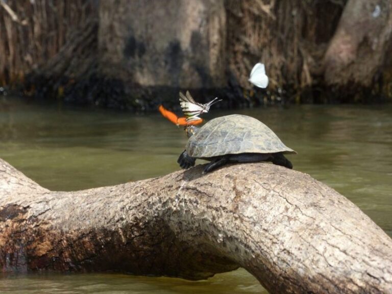 Puerto Maldonado: 4 Days Kayak Tour