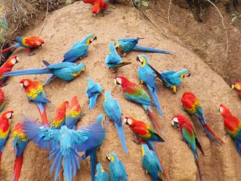 Puerto Maldonado: Parrot and Macaw Clay Lick Excursion.