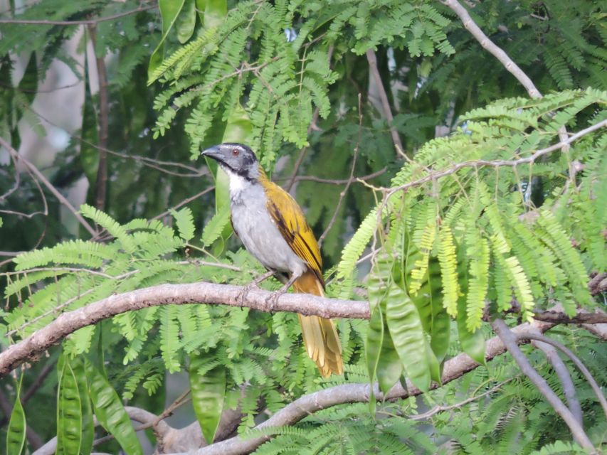 Puerto Morelos: Cenotes Birdwatching Tour Route - Activity Details