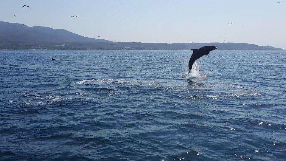 1 puerto vallarta dolphin watching cruise with a biologist Puerto Vallarta: Dolphin Watching Cruise With a Biologist