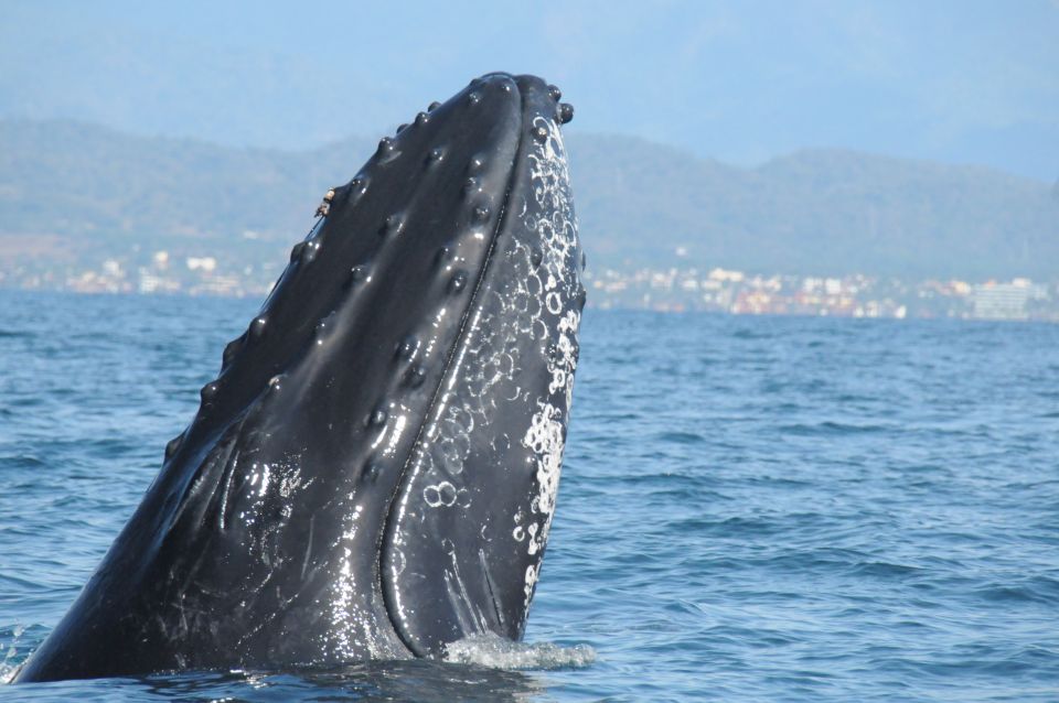 1 puerto vallarta humpback whale research adventure tour Puerto Vallarta: Humpback Whale Research Adventure Tour