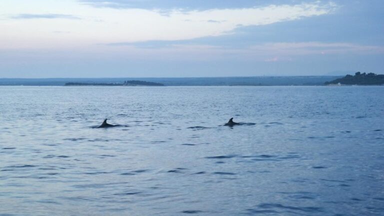 Pula: Brijuni Sunset Dolphin Watching Tour W/ Dinner/Drinks