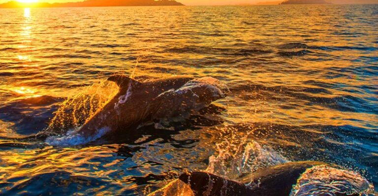 Pula: National Park Brijuni Dolphin Cruise With Dinner
