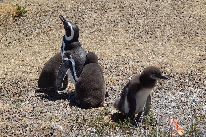 Punta Tombo Tour, the Penguin Experience