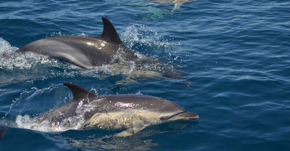 1 quarteira algarve coast caves and dolphin watching cruise Quarteira: Algarve Coast, Caves and Dolphin Watching Cruise