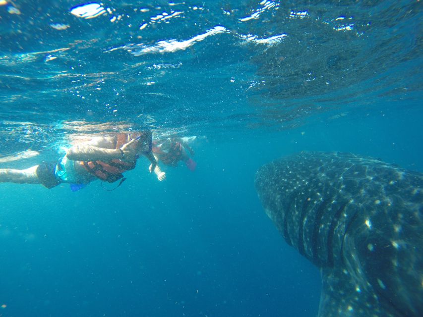 1 quintana roo whale shark swim private boat trip and lunch Quintana Roo: Whale Shark Swim, Private Boat Trip, and Lunch