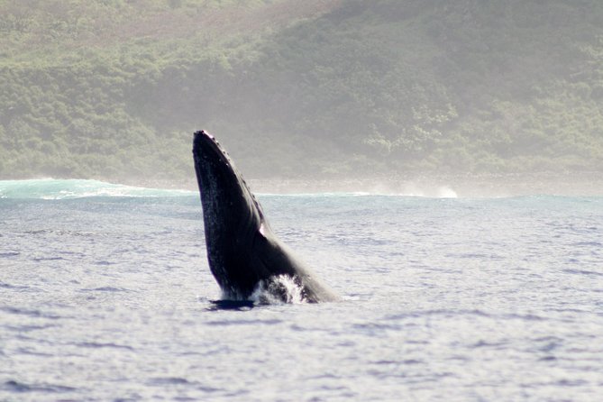 RAFT ADVENTURE – Whale Watch Discovery