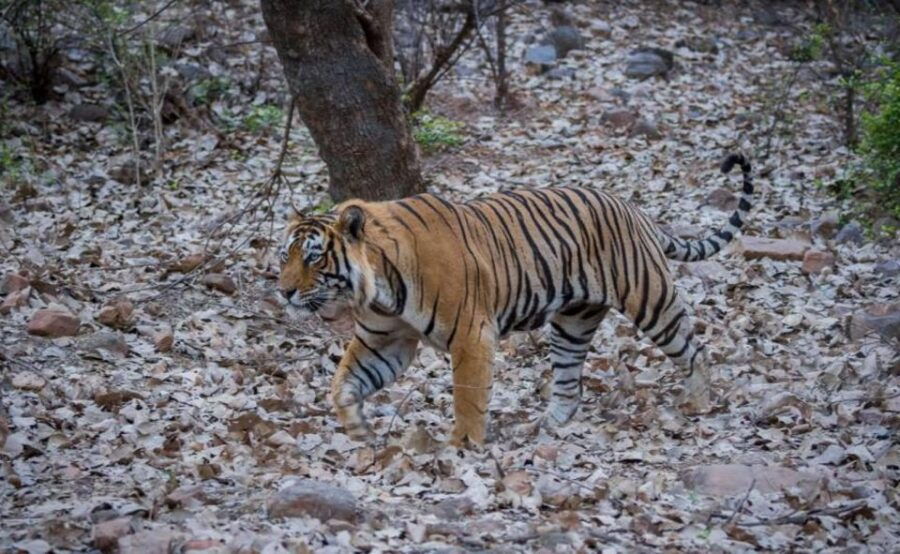 Ranthambore National Park Safari Booking