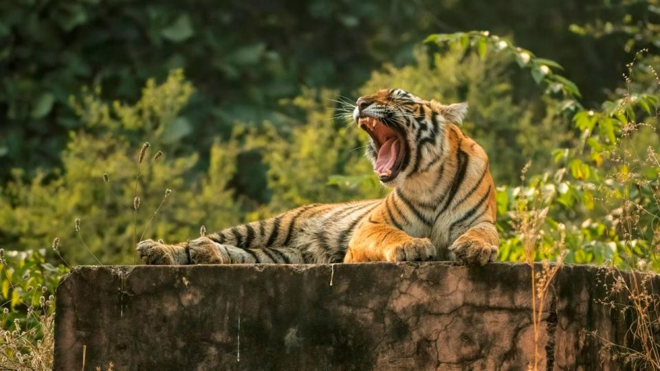 1 ranthambore safari booking Ranthambore Safari Booking