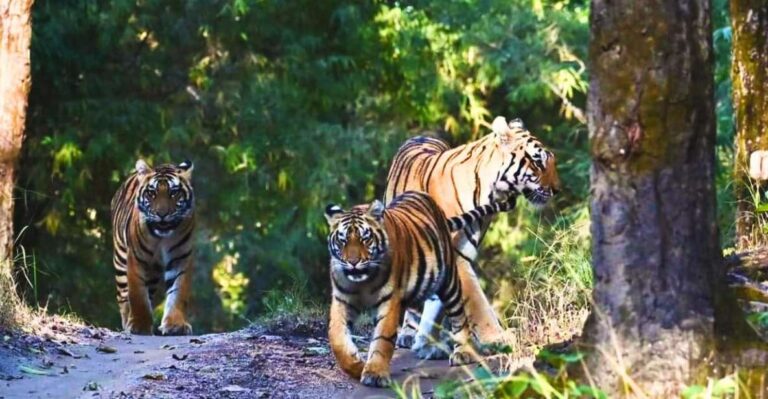 Ranthambore: Skip-the-Line Tiger Safari in Sharing Canter