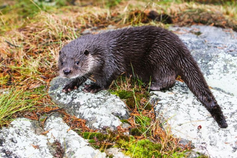 Ranua Wildlife Park Day: Visit the Arctic Animals