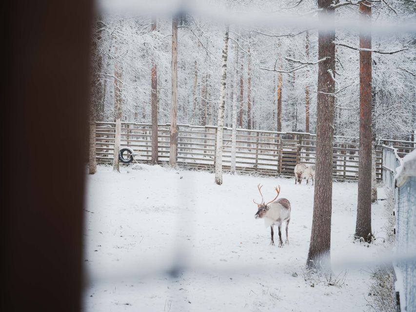 1 ranua wildlife park day visit the arctic animals 3 Ranua Wildlife Park Day: Visit the Arctic Animals