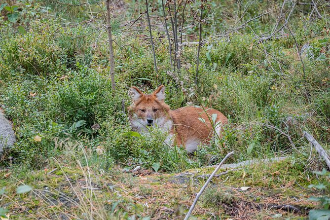 Ranua Wildlife Park in Summer and Autumn From Rovaniemi