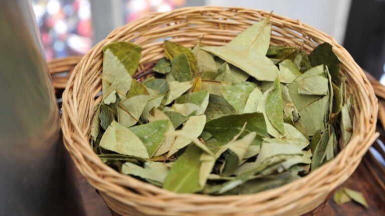 Reading Your Future in Coca Leaves in Spanish