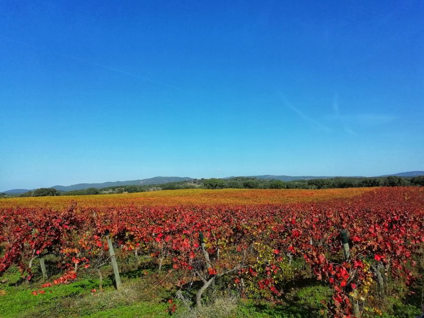 1 redondo walk in the cork forest with lunch wine tasting Redondo: Walk in the Cork Forest With Lunch & Wine Tasting