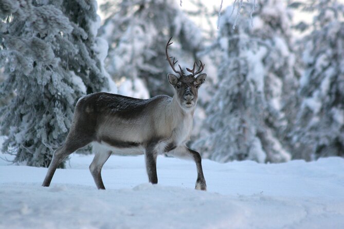 Reindeer Sleigh Ride Forest Safari