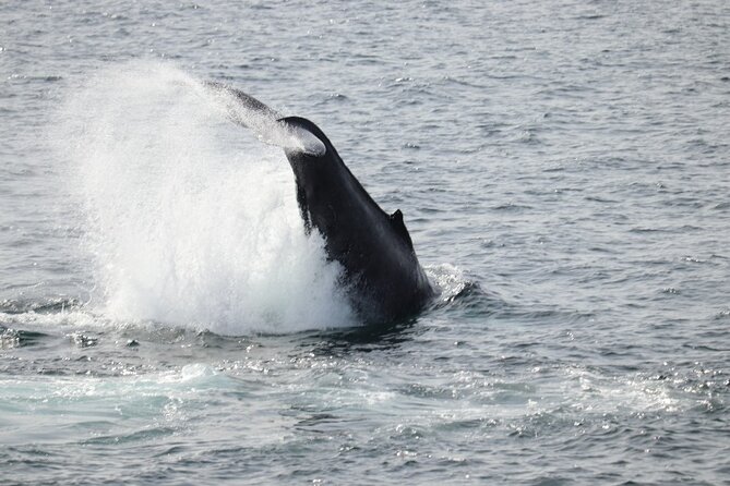 Reykjavik: Minke and Humpback Whale-Watching Tour