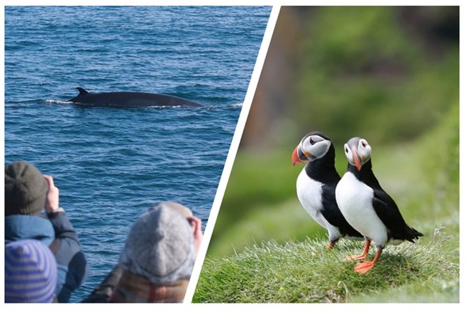 Reykjavik Puffins and Whale-Watching Boat Tour