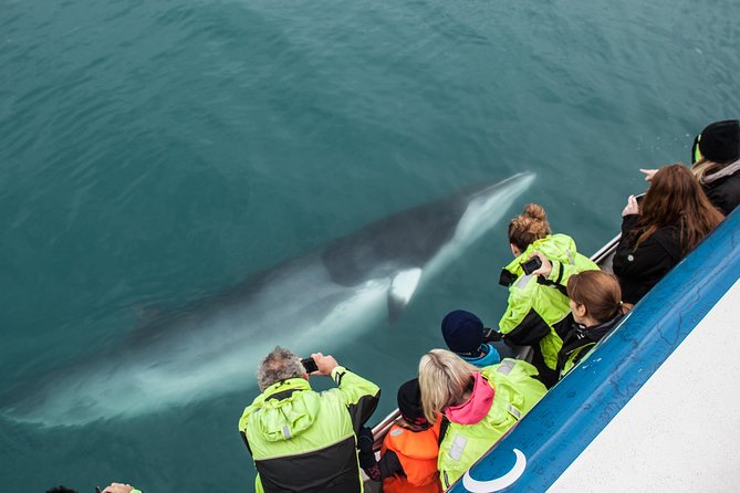 Reykjavik Shore Excursion: Whale-Watching Cruise