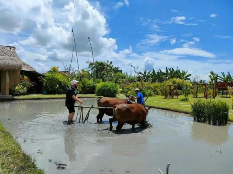 Rice Farming and Bali Village Life