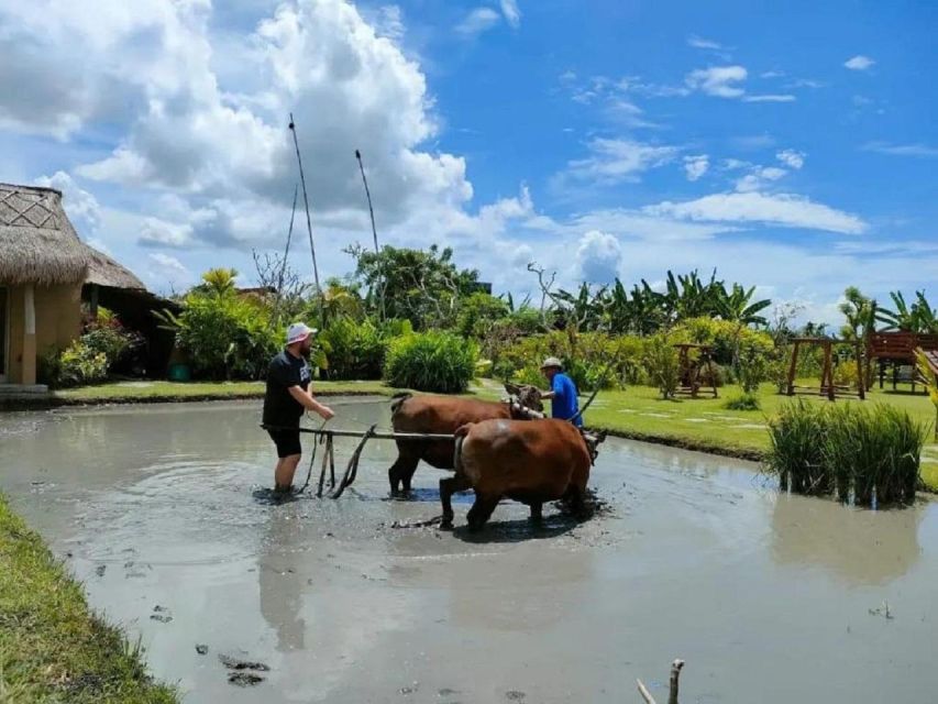 1 rice farming and bali village life Rice Farming and Bali Village Life