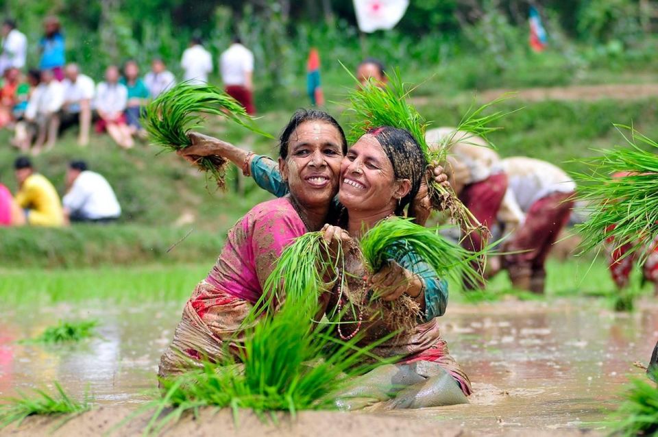 Rice Planting In Nepal