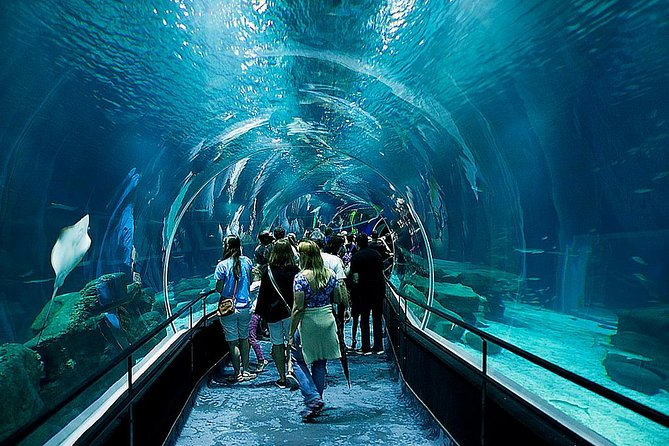 1 rio de janeiro aquarium ticket with transport Rio De Janeiro Aquarium Ticket With Transport