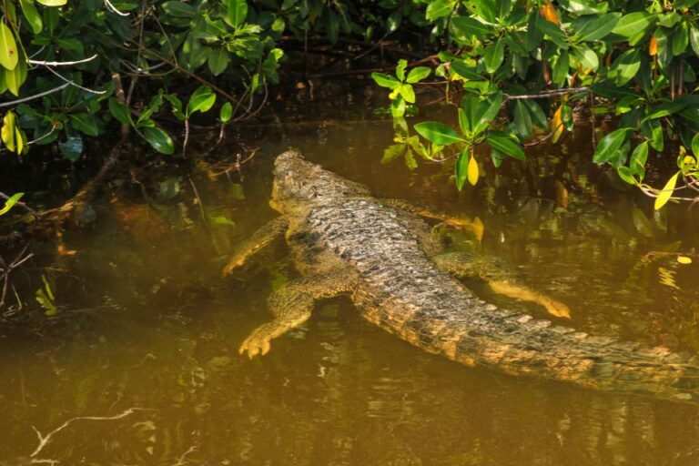 Rio Lagartos: Boat Tour Through the Nature Reserve