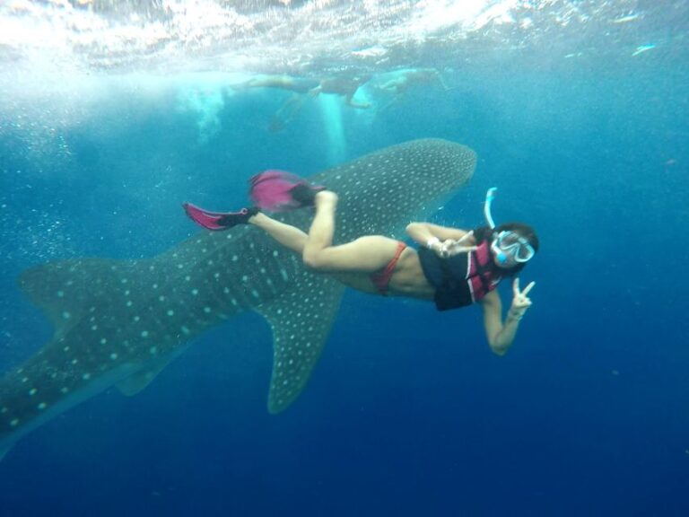 Riviera Maya: Whale Shark Tour
