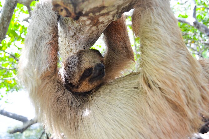 1 roatan drift snorkel and monkey sloth sanctuary tour Roatan Drift Snorkel and Monkey/Sloth Sanctuary Tour