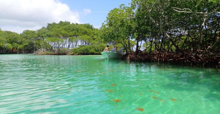 Roatan: Mangrove Tunnel Tour With Snorkeling