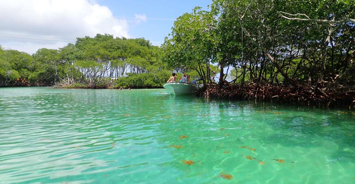 1 roatan mangrove tunnel tour with snorkeling Roatan: Mangrove Tunnel Tour With Snorkeling
