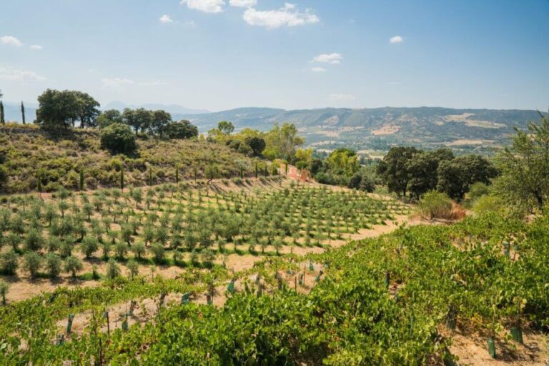 Ronda: Organic Olive Oil Tour With Tasting