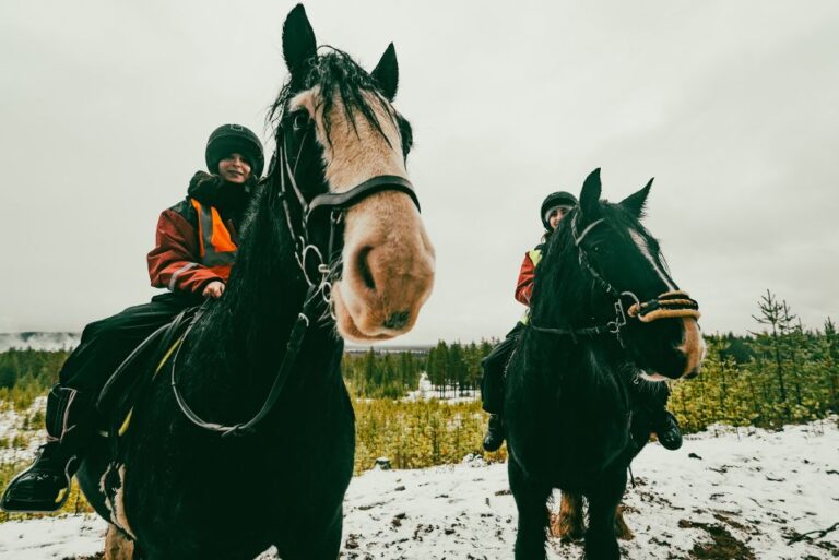 Rovaniemi: Arctic Horse Riding Experience