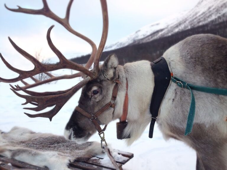 Rovaniemi: Authentic Reindeer Farm Visit and Sleigh Ride