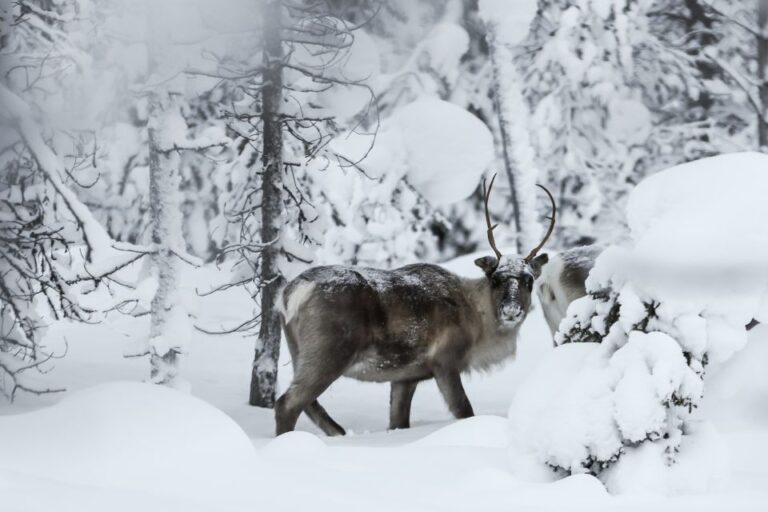 Rovaniemi: Daytime Reindeer Sleigh Ride With Hotel Pickup