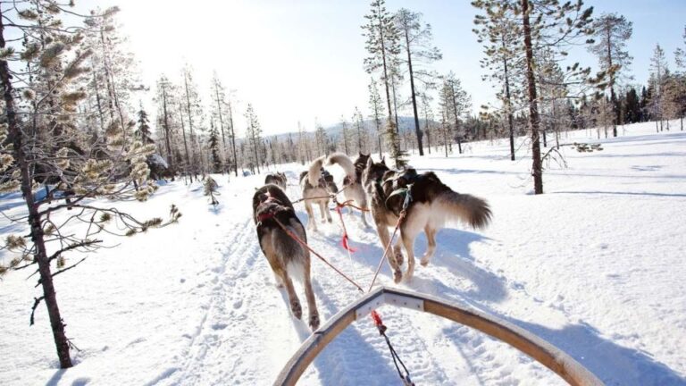 Rovaniemi: Family-Friendly Husky Sled Ride and Farm Visit