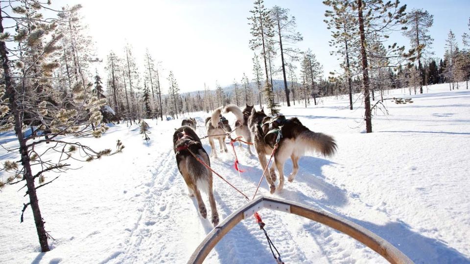 1 rovaniemi family friendly husky sled ride and farm visit Rovaniemi: Family-Friendly Husky Sled Ride and Farm Visit