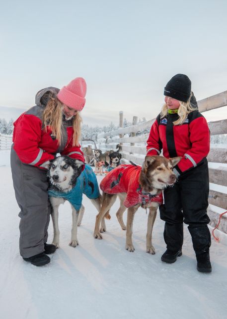 Rovaniemi: Feel the Speed of Huskies