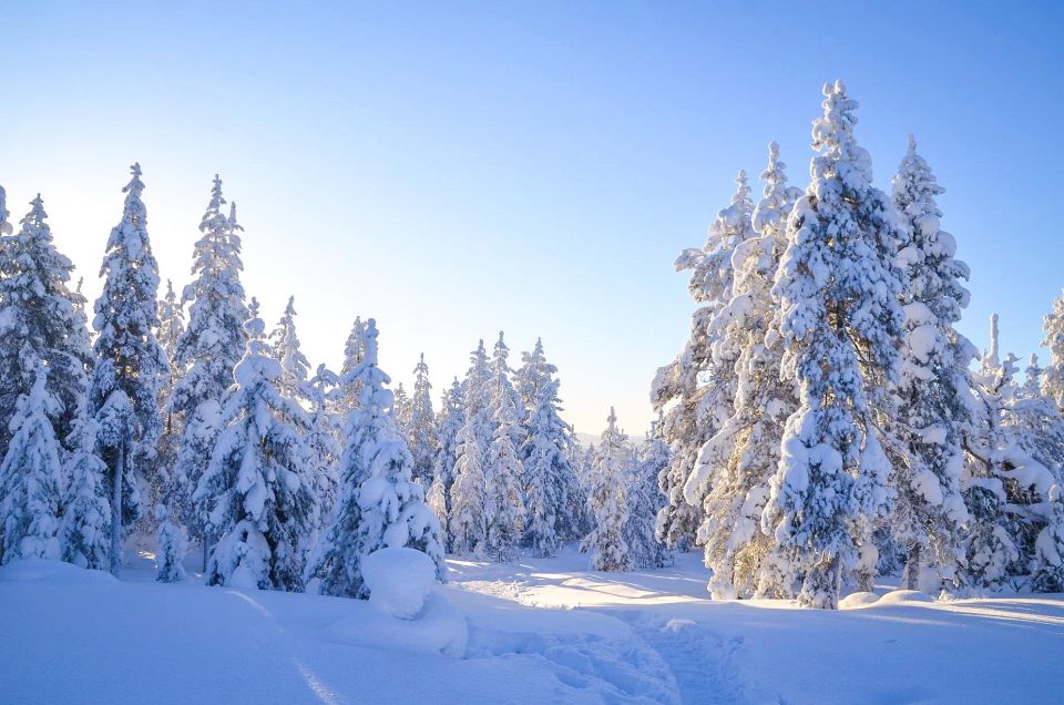 Rovaniemi: Guided Wilderness Snowmobile Ride - Booking Information