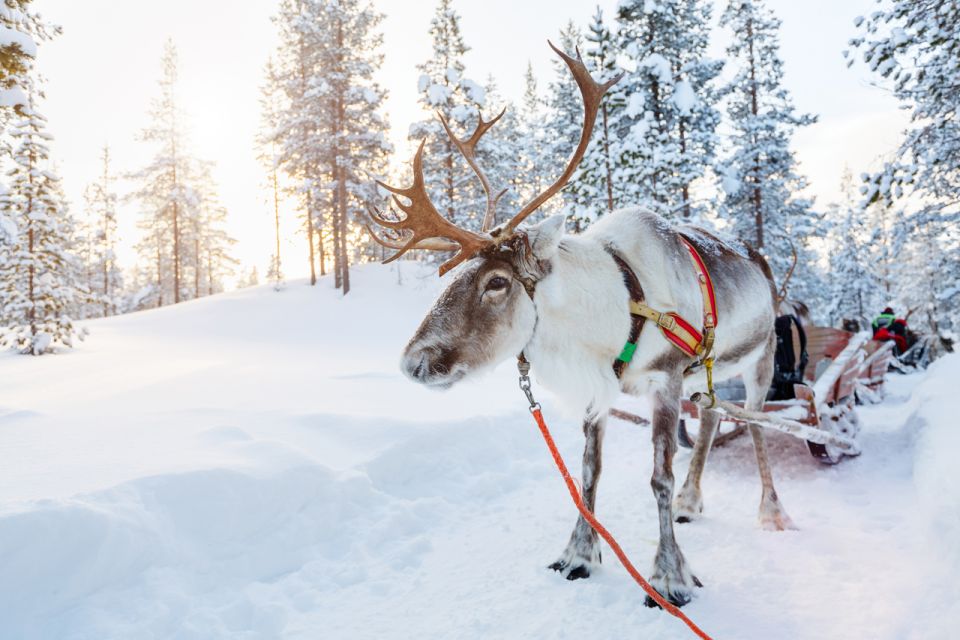 1 rovaniemi husky park and reindeer farm combo by minibus Rovaniemi: Husky Park and Reindeer Farm Combo by Minibus