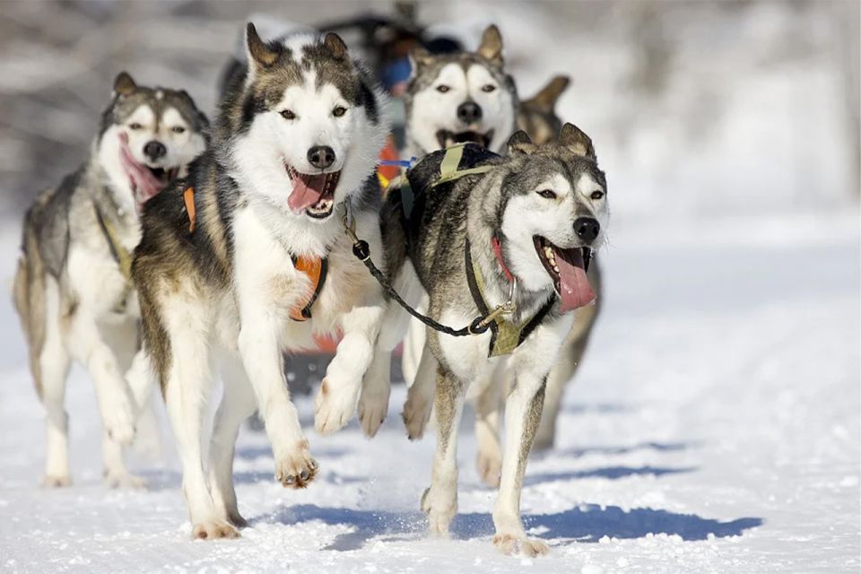 1 rovaniemi husky safari on a snowy trail Rovaniemi: Husky Safari on a Snowy Trail